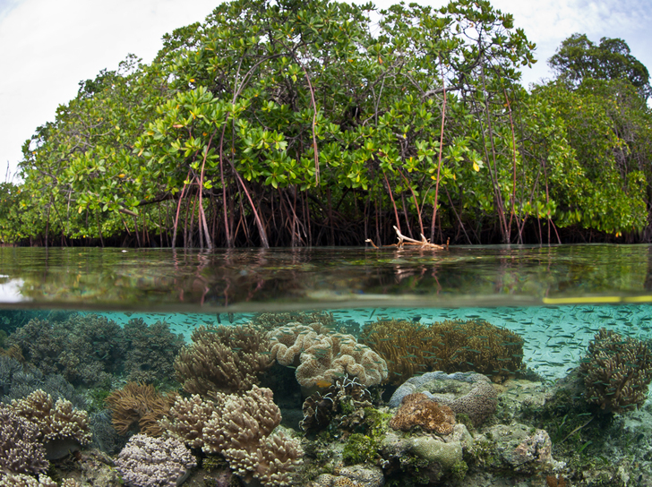 La Mangrove Cest Quoi Port Ocean Green